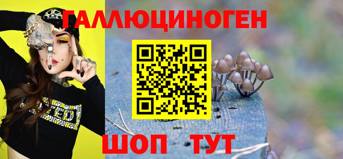Благовещенск  Псилоцибиновые грибы Psilocybine cubensis  Вход с VPN 